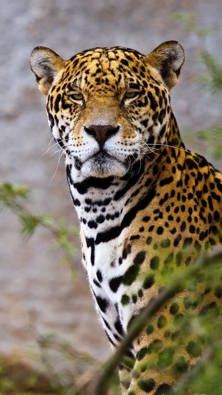 Attractive adult jaguar wallpaper suitable for boy profiles 