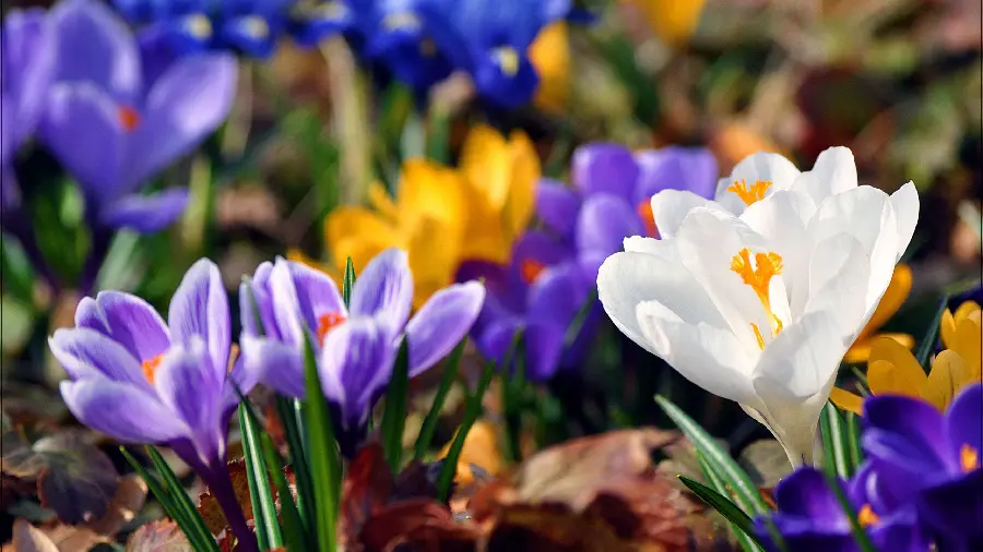 A very beautiful wallpaper of purple and white flowers 