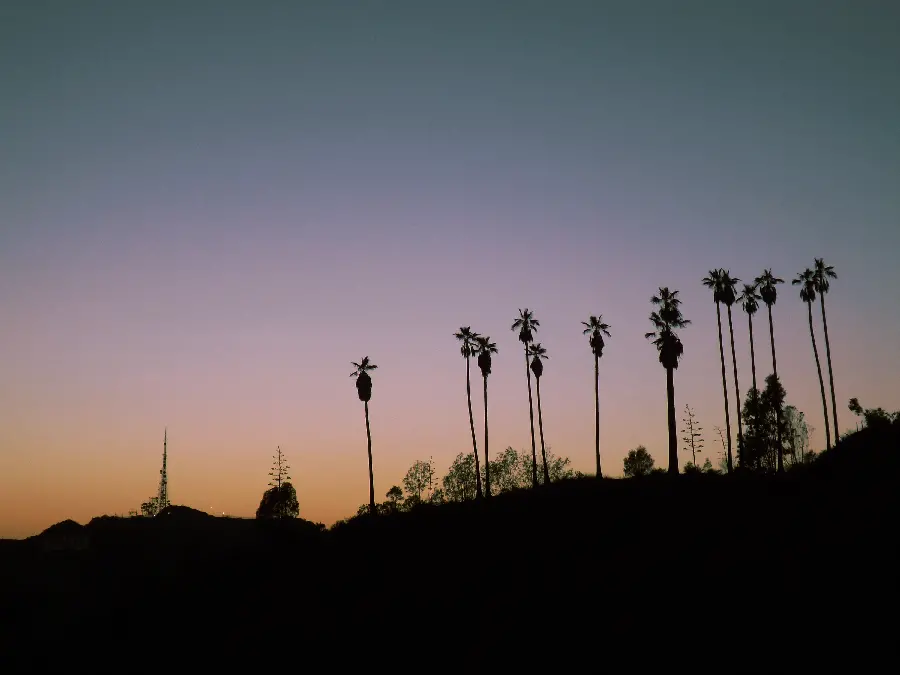Palm grove wallpaper in Los Angeles, California, USA