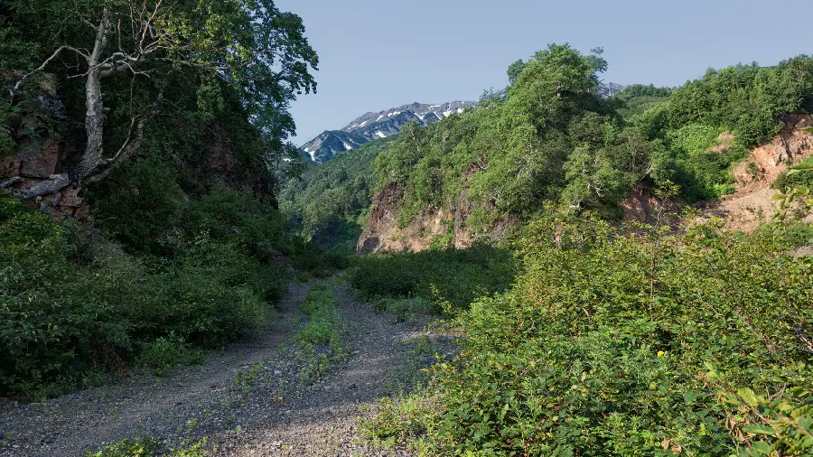 Download beautiful picture of green plants on dirt hills 