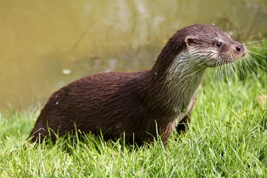 Download a cute otter wallpaper in high quality