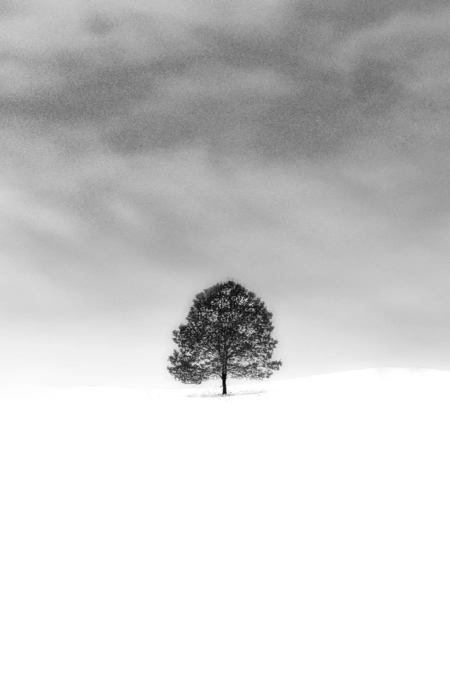 Photo of a lonely tree in the beautiful winter season for phone wallpaper 