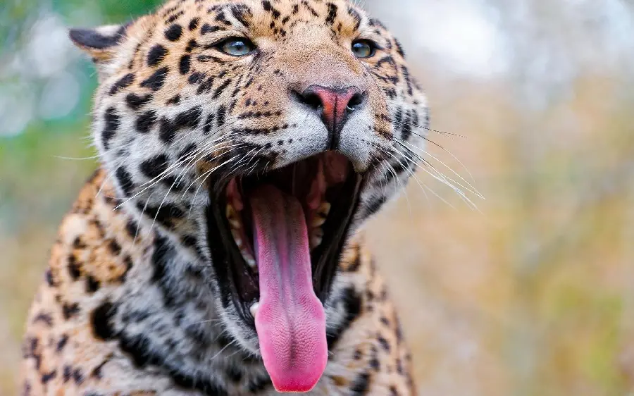 Amazing and scary picture of a yawning blue-eyed tiger for computer background