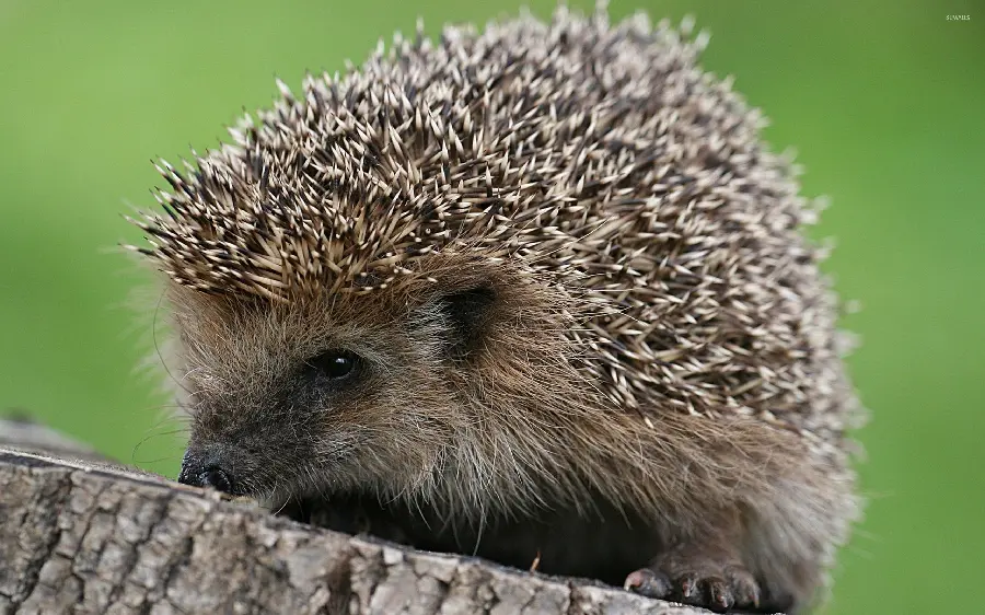 Amazing wallpaper of a brown hedgehog on a tree