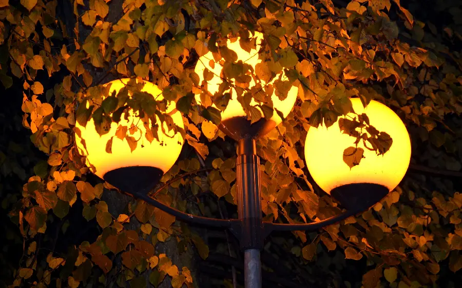 A spectacular night photo of illuminated chandeliers under the branches of trees