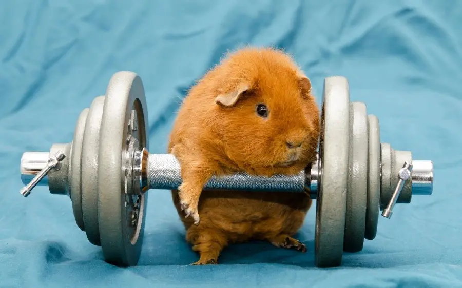 Download an incredibly beautiful wallpaper of an athletic pig with high quality