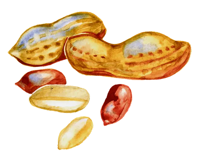 Drawing of peanuts with skin and pods in telephoto