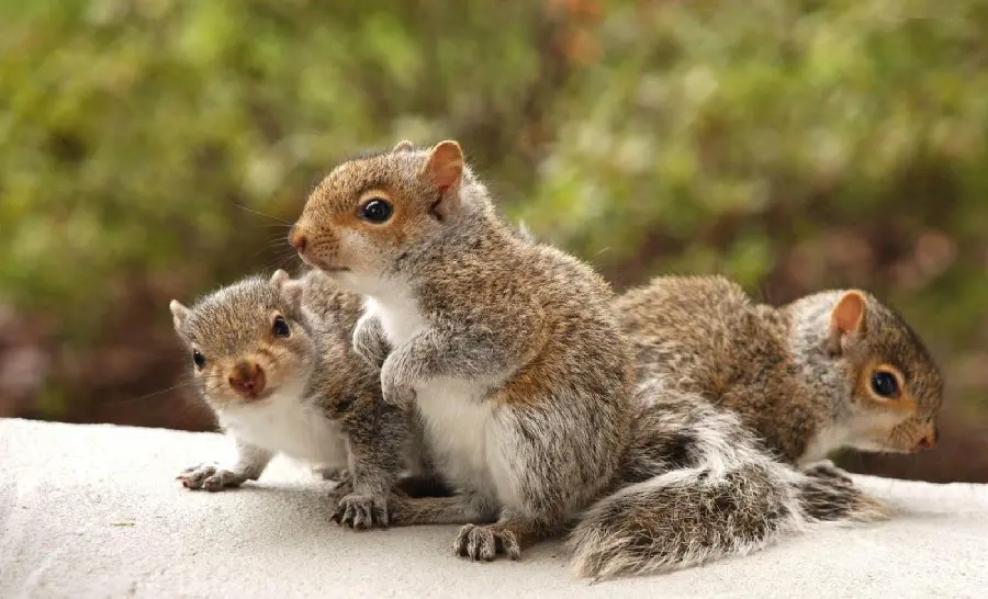 Amazing background of three squirrels with black eyes