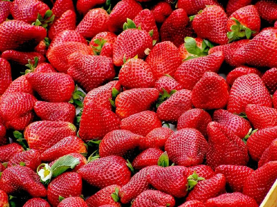 Attractive and beautiful background of natural and delicious strawberries 
