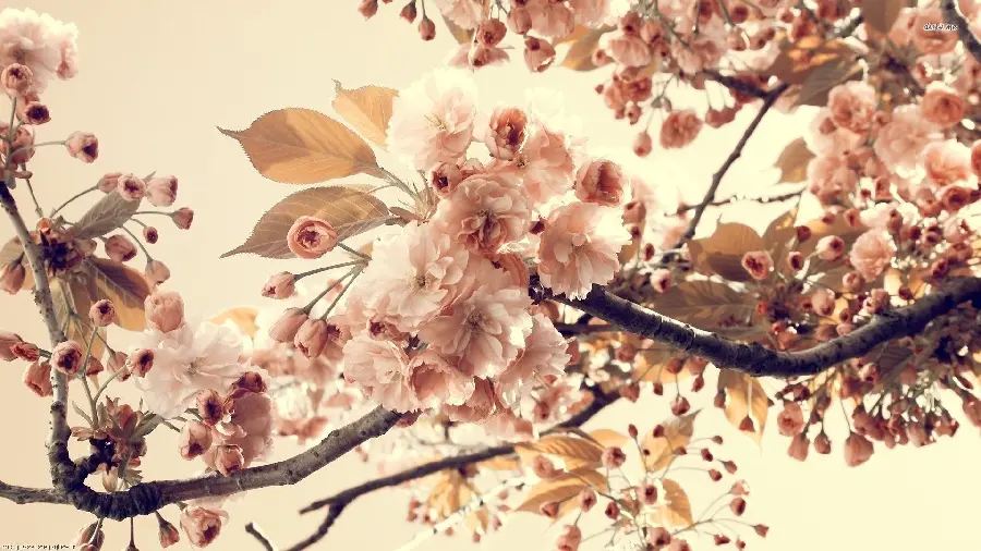 Extremely beautiful wallpaper of peach tree blossoms in high quality 