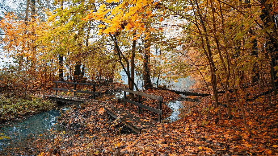 Special background of autumn scenery for desktop and laptop full HD
