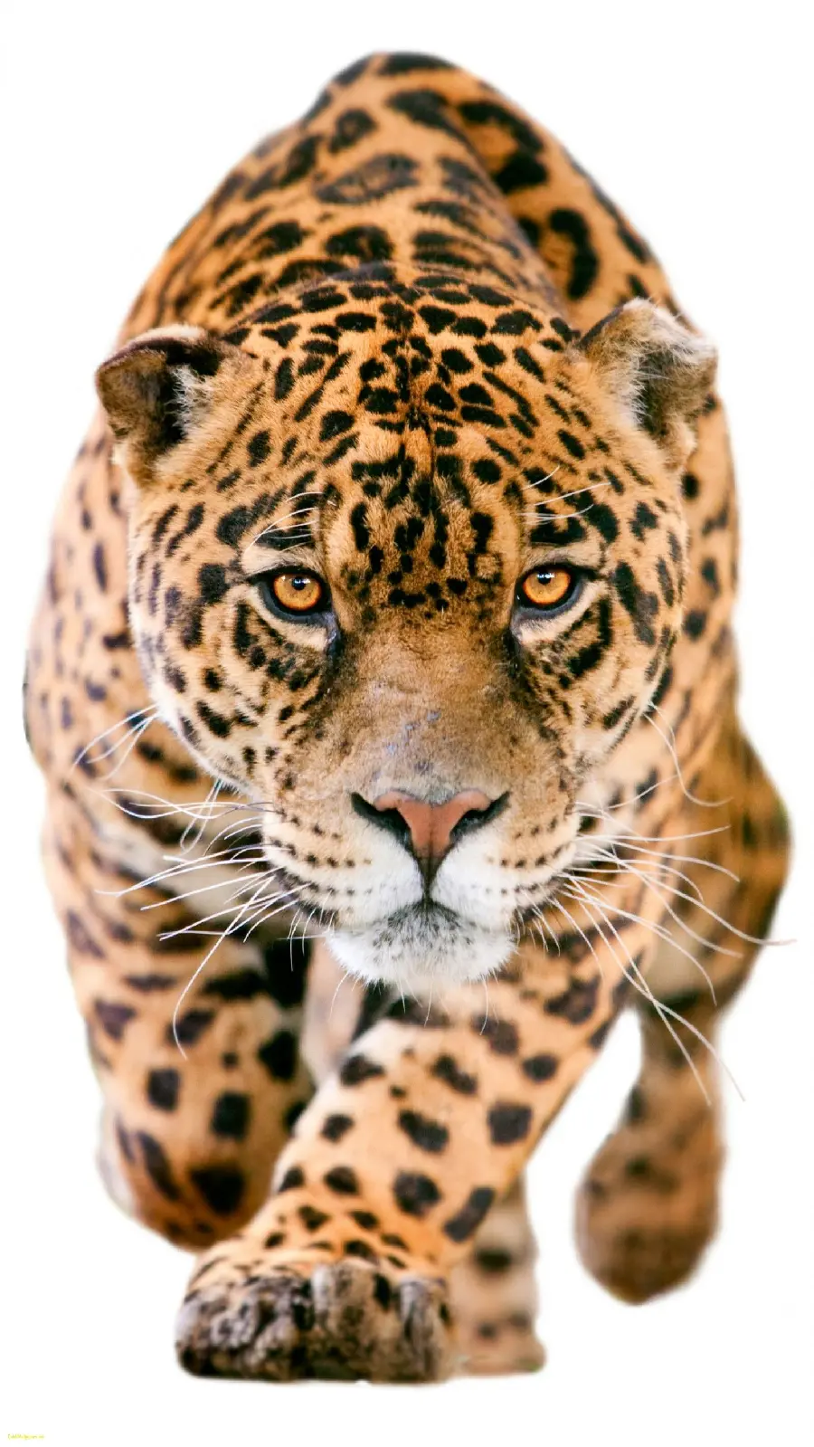 Wallpaper of a beautiful Iranian jaguar with a strong and powerful body