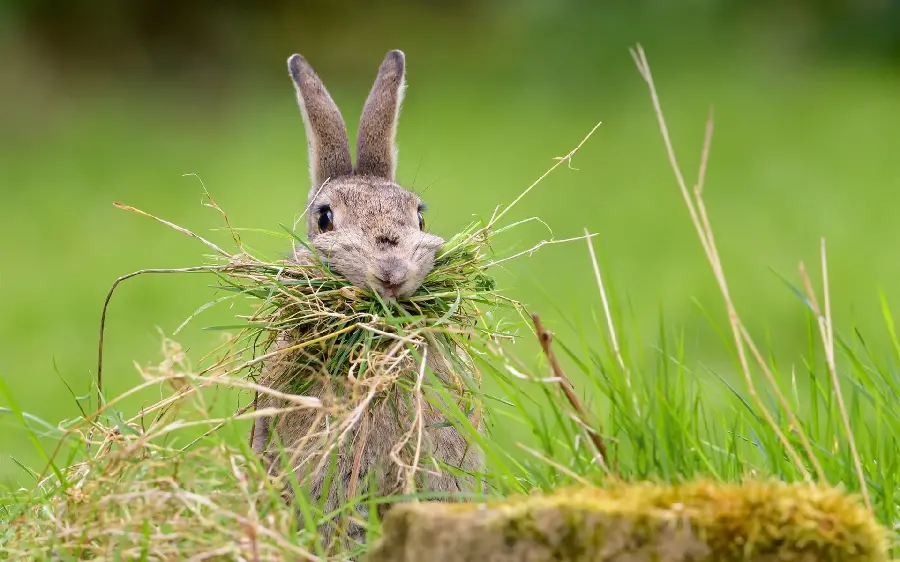 Download a very funny photo of a wild rabbit eating 