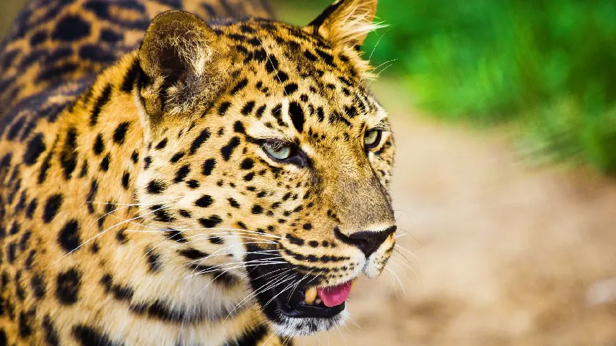 Cool and interesting background of a dangerous and wild blue-eyed leopard