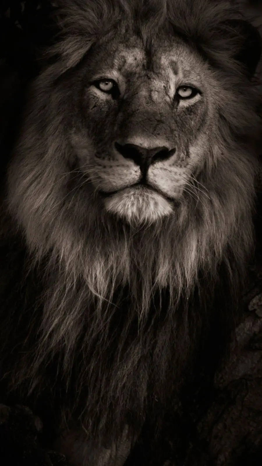 Awesome Boyish Edited Photo of Lion for iPhone Background