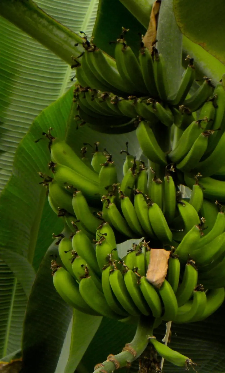 High Quality Green Background of Banana Leaves