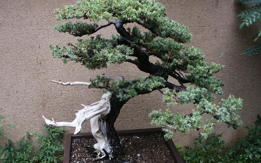  Interesting image of a bonsai tree with a unique white branch 