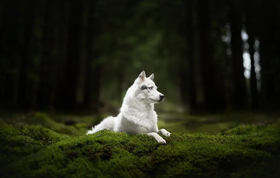  Amazing wallpaper of a white husky dog ​​in a beautiful green forest 