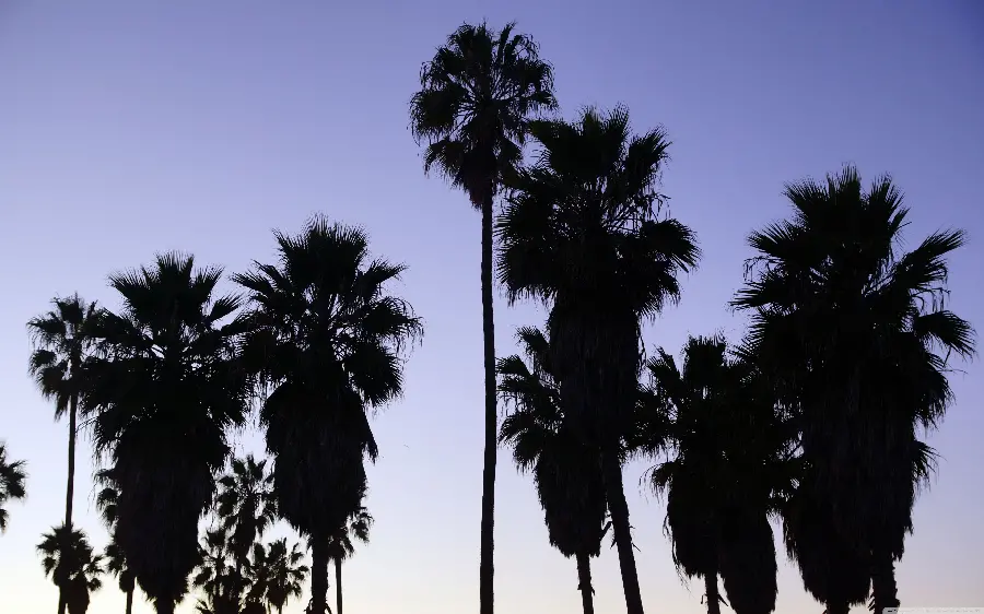 A corner of coconut palm trees in Los Angeles, California
