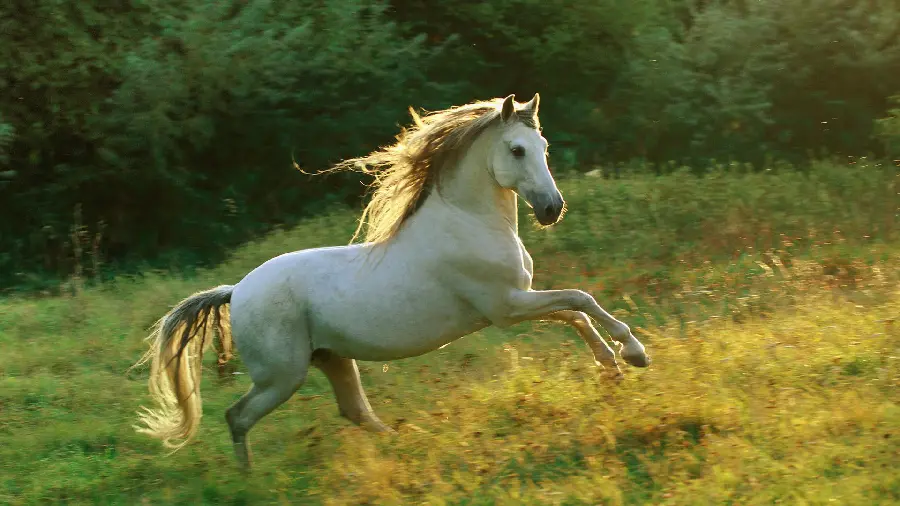Poster-print image of a white single-breasted horse with a beautiful mane