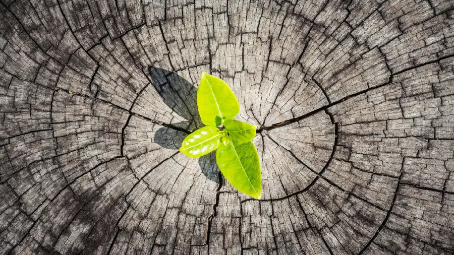 Amazing wallpaper of a plant sprouting in a wood 
