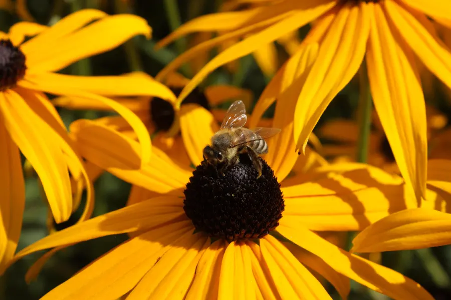 A sweet and pleasant post of golden sunflowers and bees