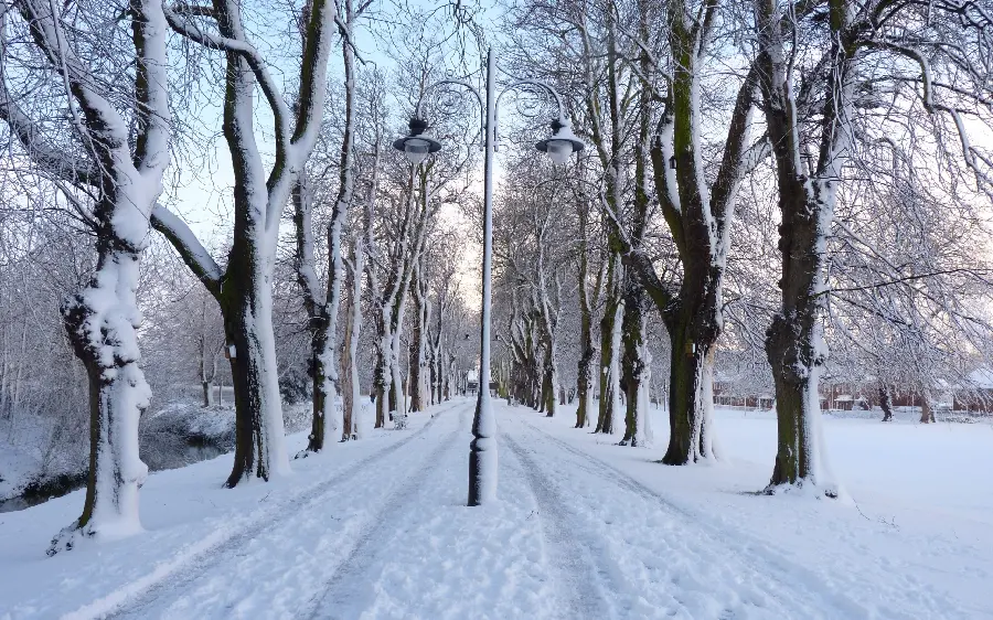 Lovely snowy wallpaper of white trees for the winter season