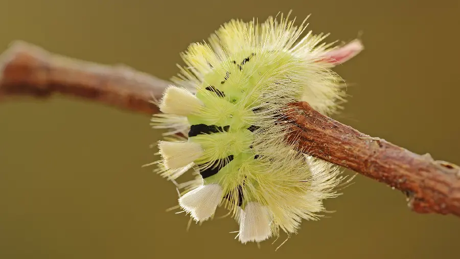 A beautiful and amazing portrait of a thorny flower on a branch