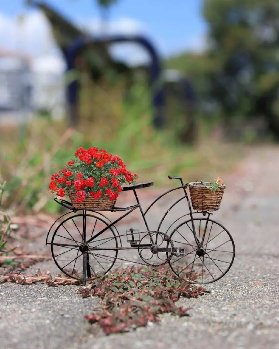 Download a photo of a miniature bicycle full of flowers suitable for a Telegram profile
