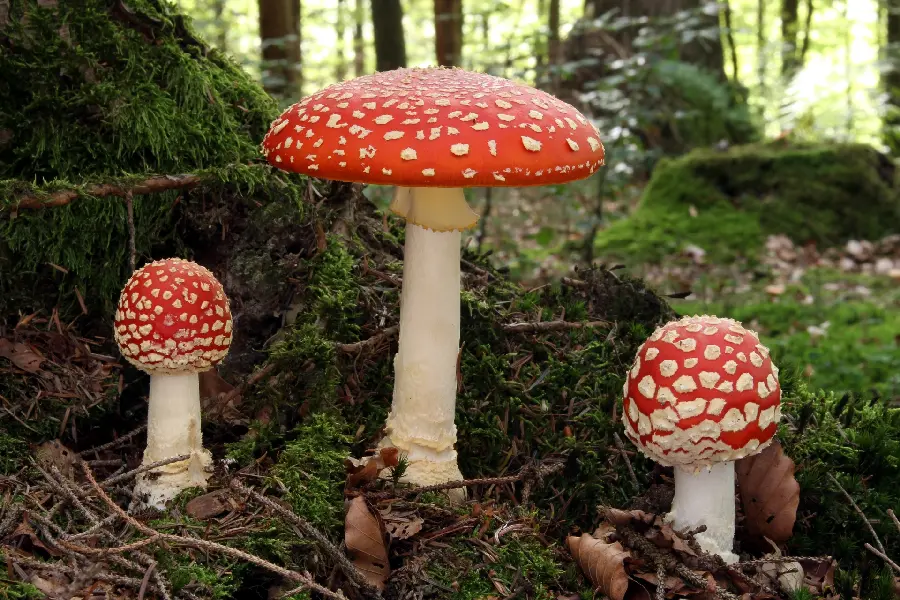 Beautiful Background of Poisonous Red Mushrooms in the Forest for Windows 11 and 12