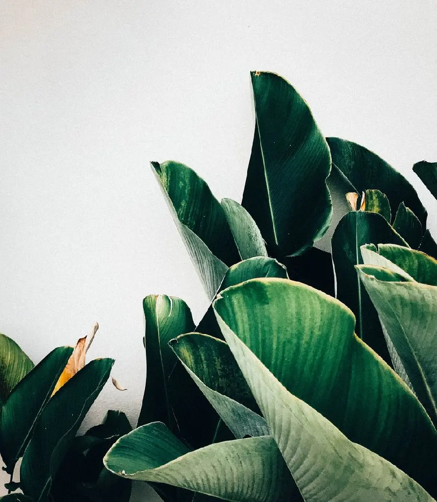 Background image of wide and long green leaves of a banana tree