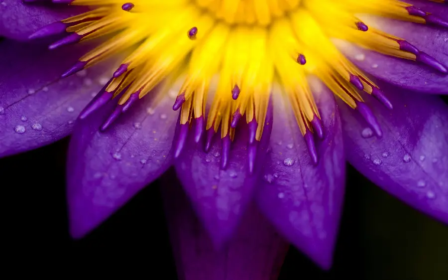 A lovely macro photo of a beautiful flower with purple petals and Yellow