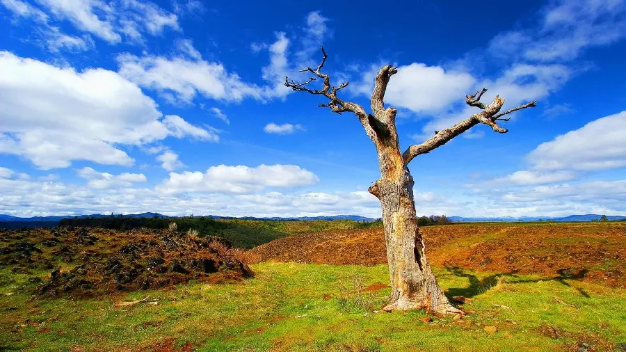 A lovely summer landscape photo with an old tree trunk for Instagram posts and stories