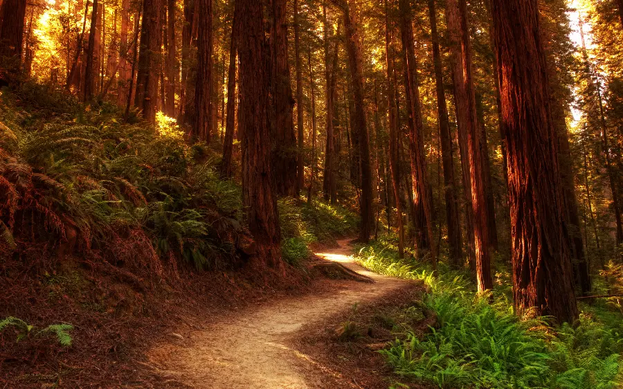 Stock photo of a path between tall yellow trees full of dense leaves