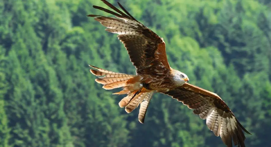 Download the spectacular background of the flight of a wild eagle for your computer