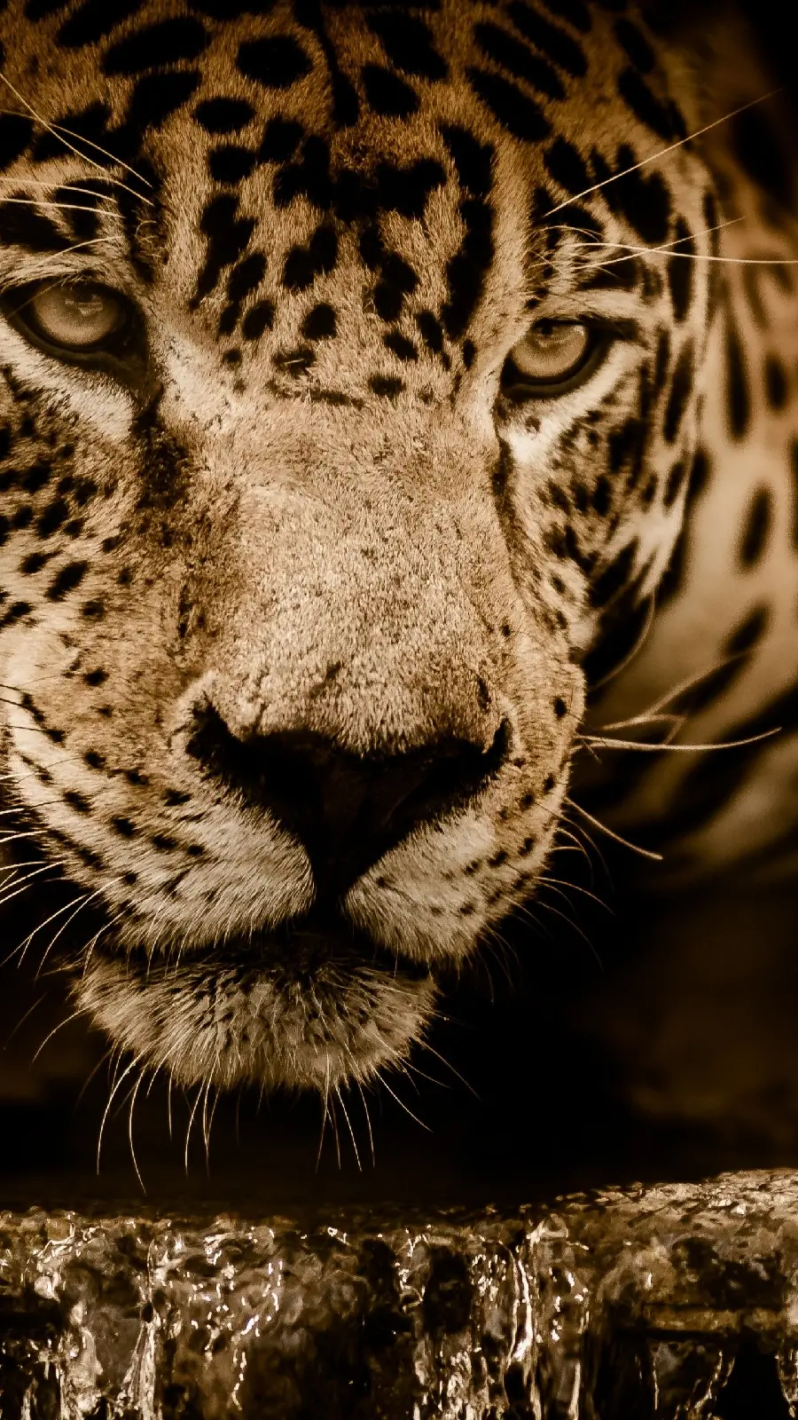 Iranian Jaguar wallpaper drinking water with a beautiful design