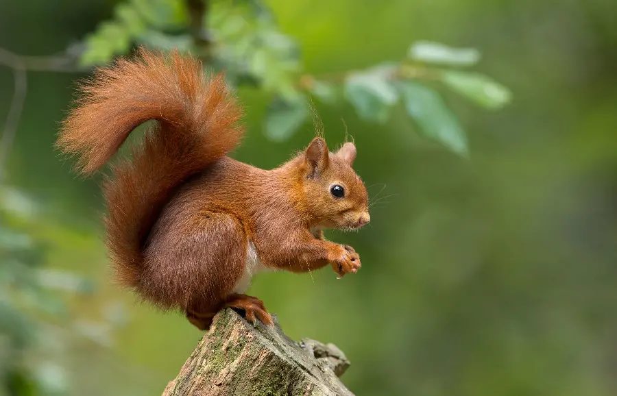 Download stylish and beautiful background of a cute squirrel on a tree branch 