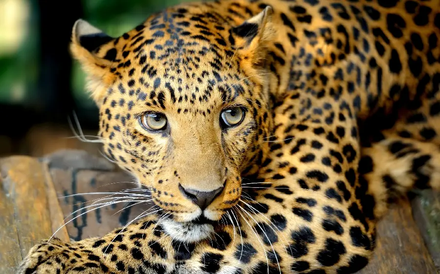 High quality stock photo of a leopard with big and amazing eyes