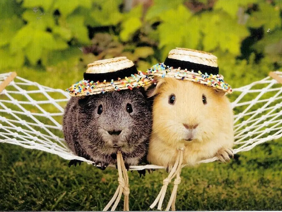  Very googly picture of guinea pigs with felt hats