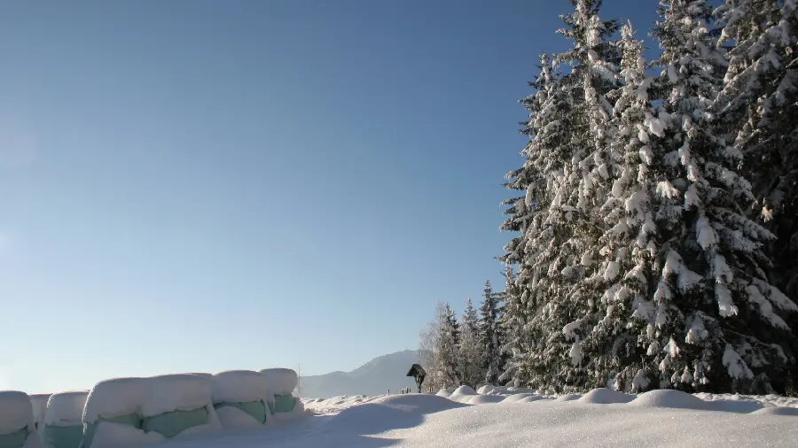 The most beautiful snowy nature next to pine trees in a Full HD view