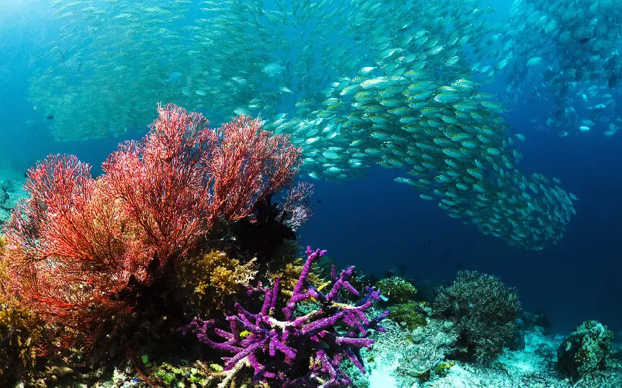 Attractive Deep Sea Wallpaper with Sea Plants and Fish Travel