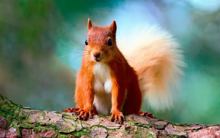 Download squirrel photo for girls and boys profiles
