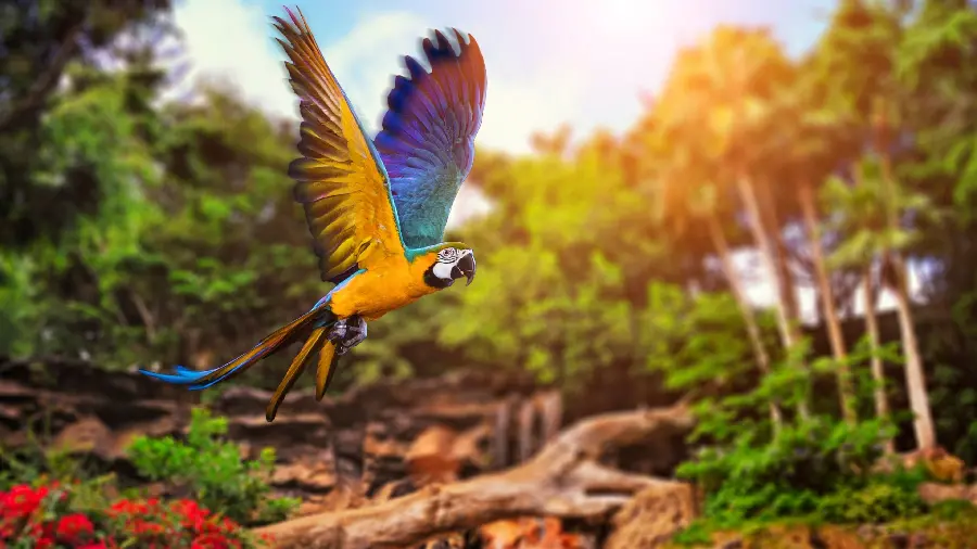 The largest colored parrot in nature is completely free