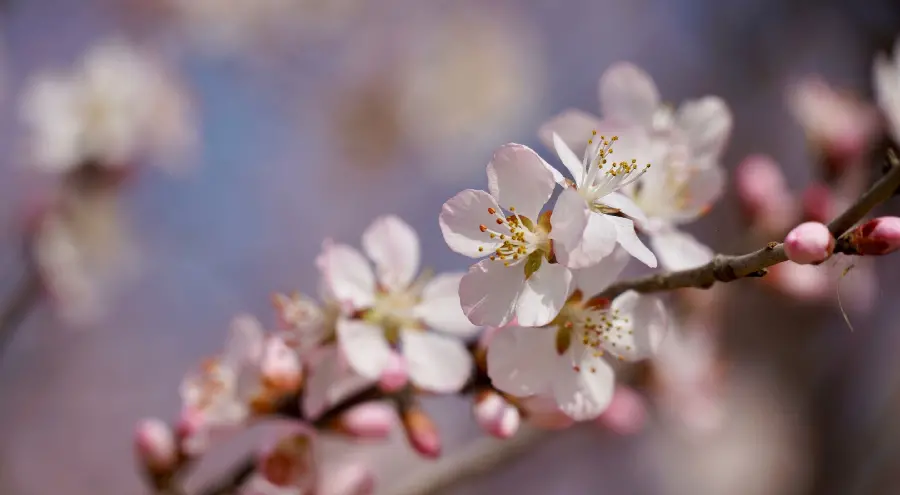 Download a very beautiful photo of natural peach tree blossoms 