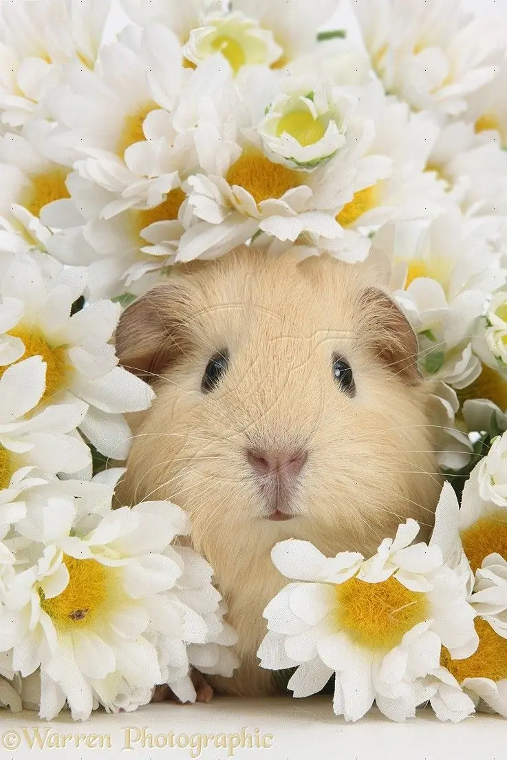A very beautiful and interesting picture of a Nescafe pig next to white flowers