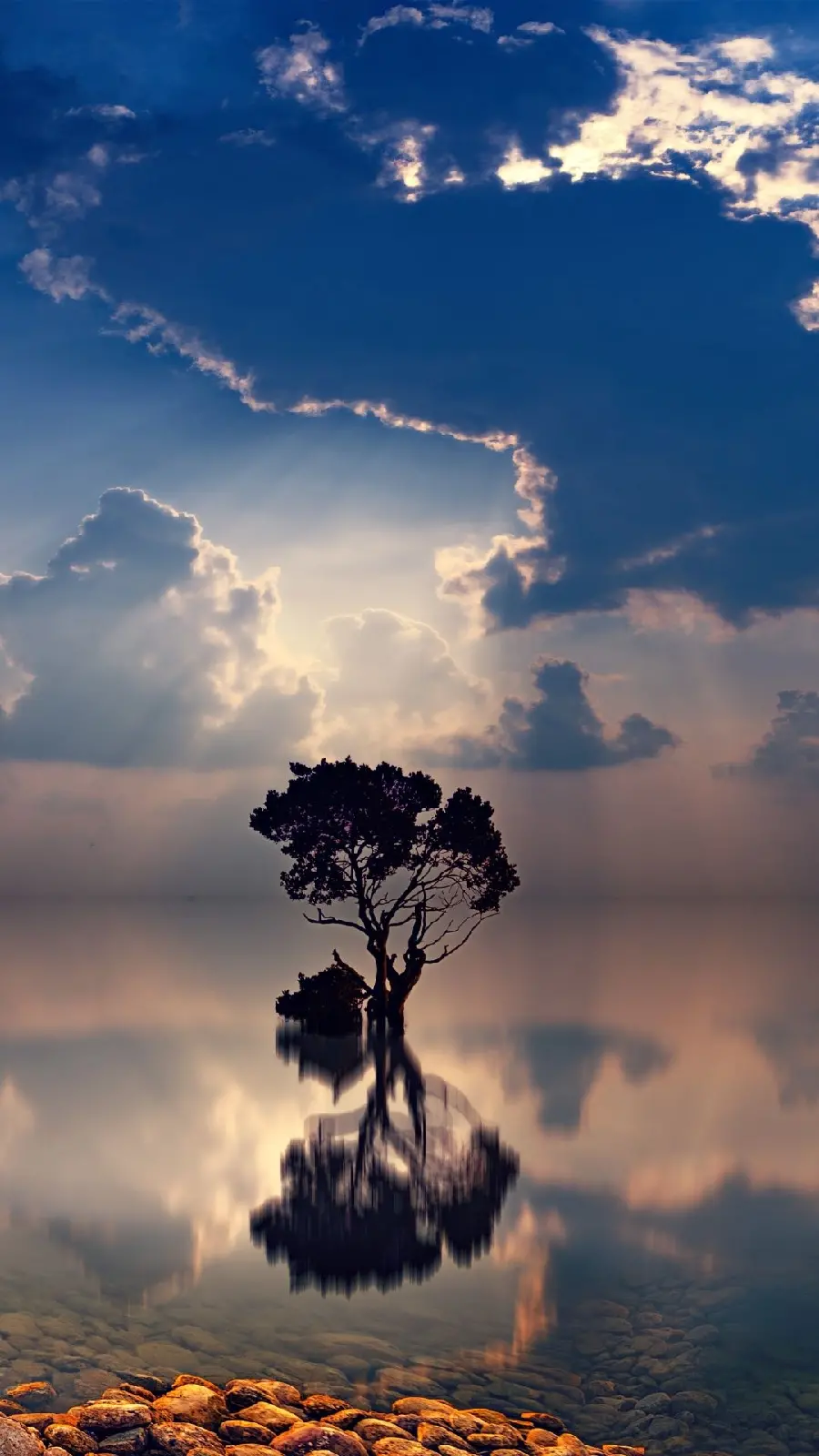  Amazing and beautiful wallpaper of a lonely tree and incredibly beautiful 
