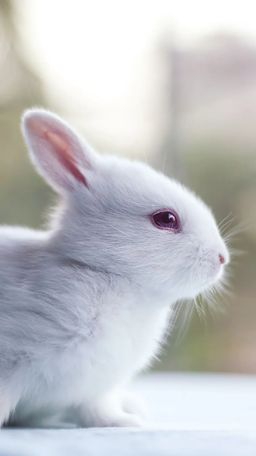 A high-quality and beautiful portrait of a fluffy and cute rabbit