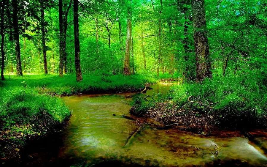 Stock photo of a cool clear river in a green summer forest with hd quality completely free
