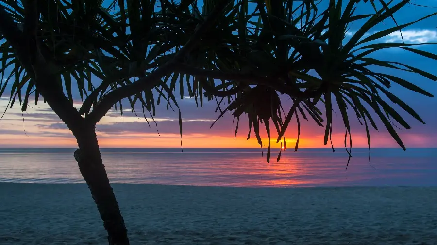A relaxing photo of a lovely sunset next to a cotton tree on the beach