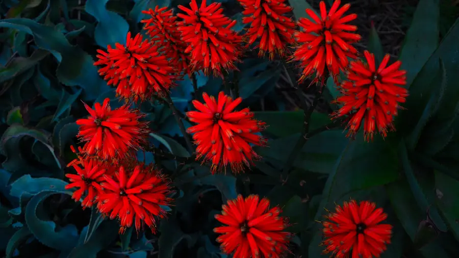 Amazing and beautiful wallpaper of red flowers 